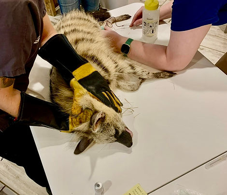 Aardwolf receiving health care.jpg