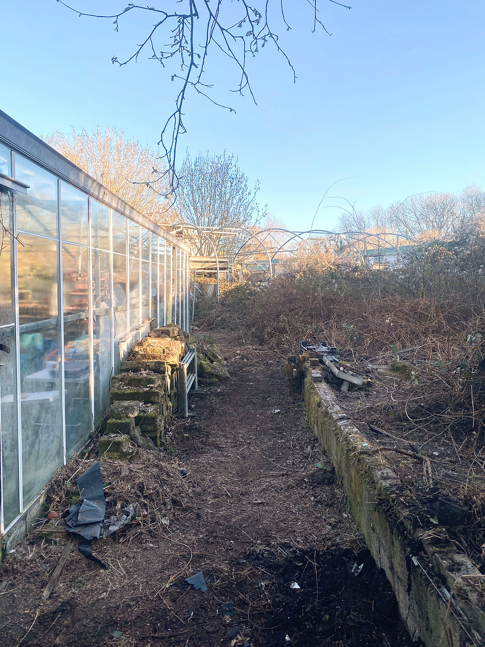 greenhouse path March.heic