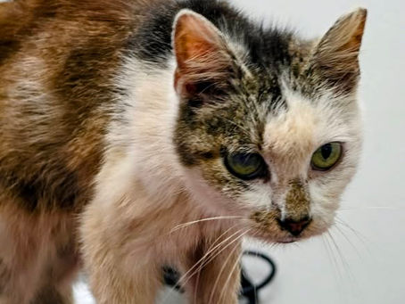 Hope needs our help!