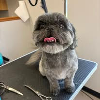 Shih Tzu dog aftergrooming