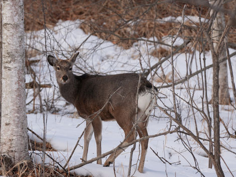 本厚木で鹿肉が美味しい店｜猟師さんに同行