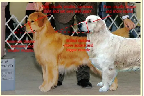 Golden Branco Goldencalli