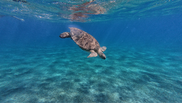 Pristine clear sea with a large turtle swimming