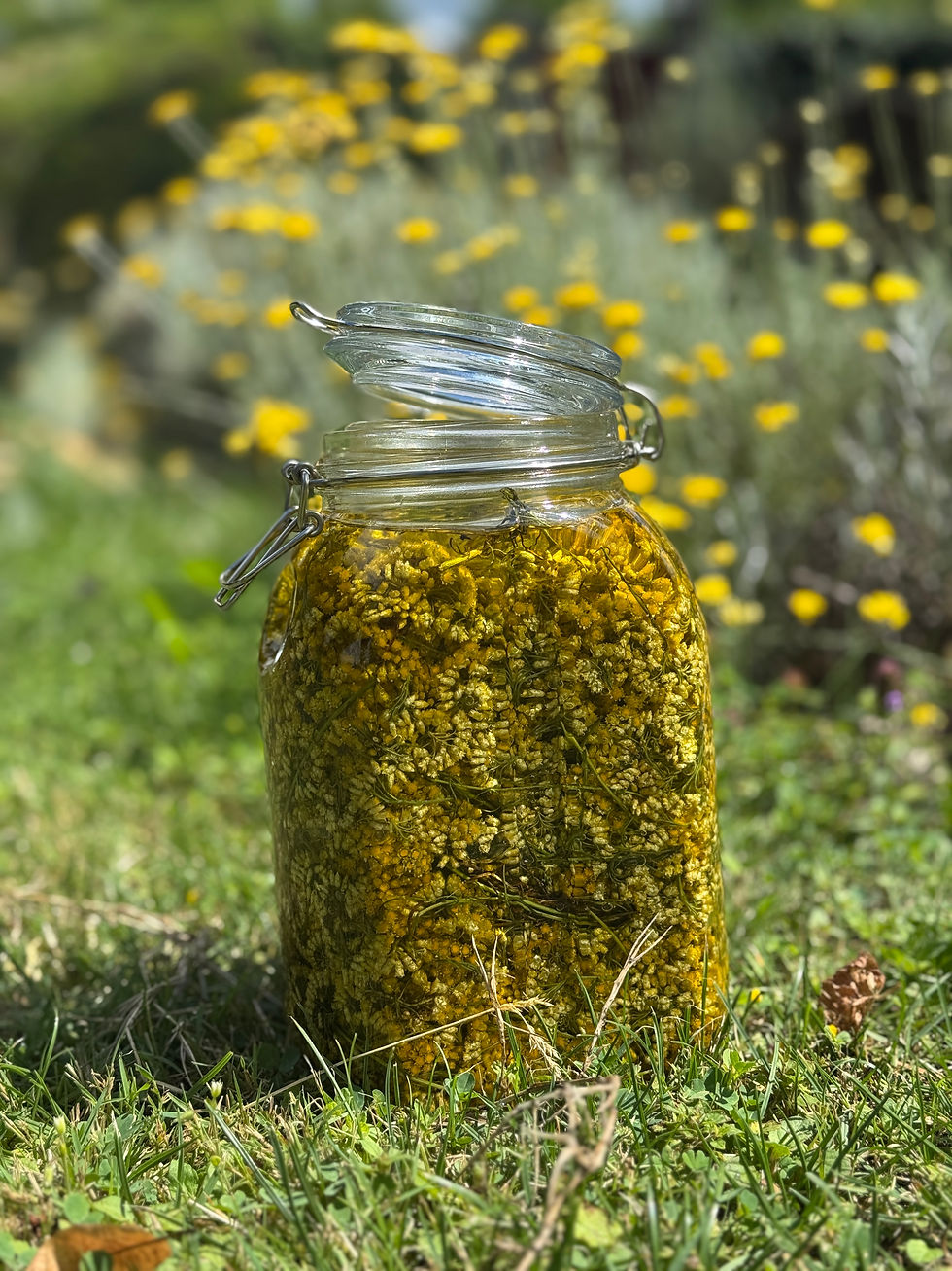 La Belle immortelle du jardin
