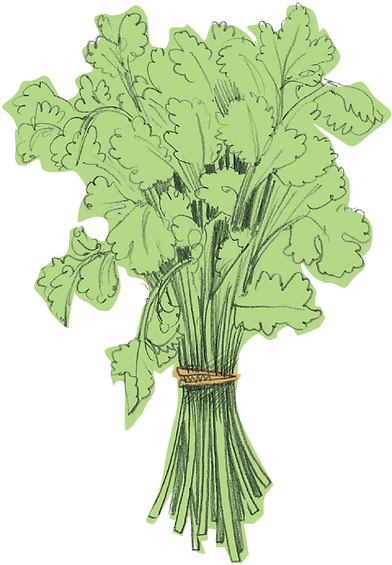 Hi Five_Uplaod_Illustration_Coriander.pn