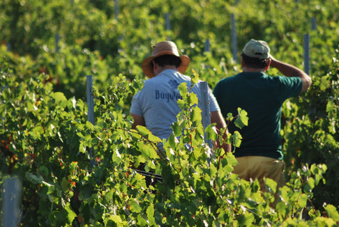 şarap sanatımız alt 1.JPG