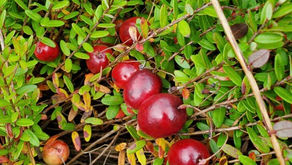 Bulk Organic Cranberries - Online Ordering Open for 2025