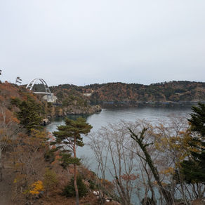 11月宮城クラゲ調査