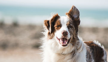 Hütehund, Hundetraining
