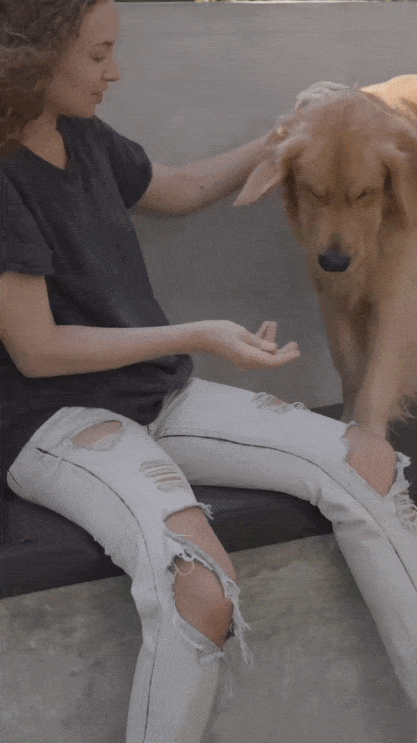 Dog trainer TikTok template