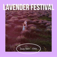 Lavender Festival template