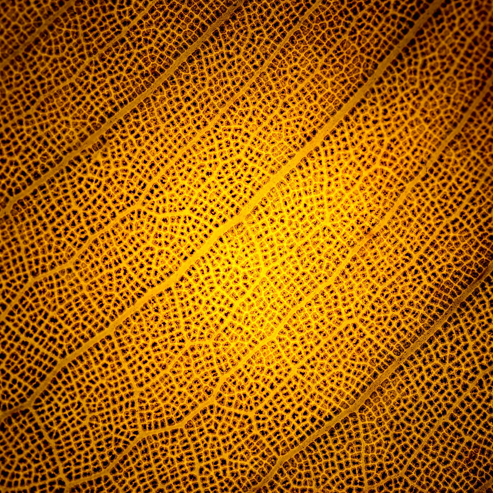 macro-orange-leaf.jpg