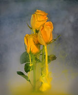 yellow roses s.jpg
