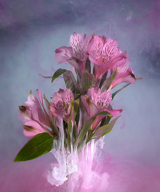 peruvian lily.JPG