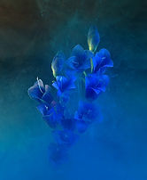Blue Bells at Dusk.jpg