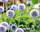 Thumbnail: echinops flowers