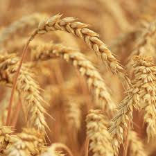 Thumbnail: wheat field 
