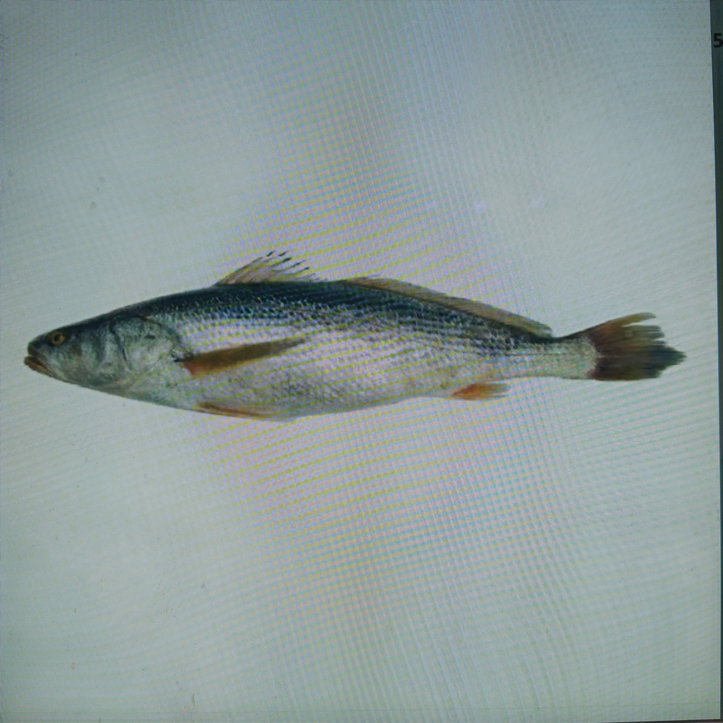 Capitaine  Sénégal Entier V/E  100/200g 10kg