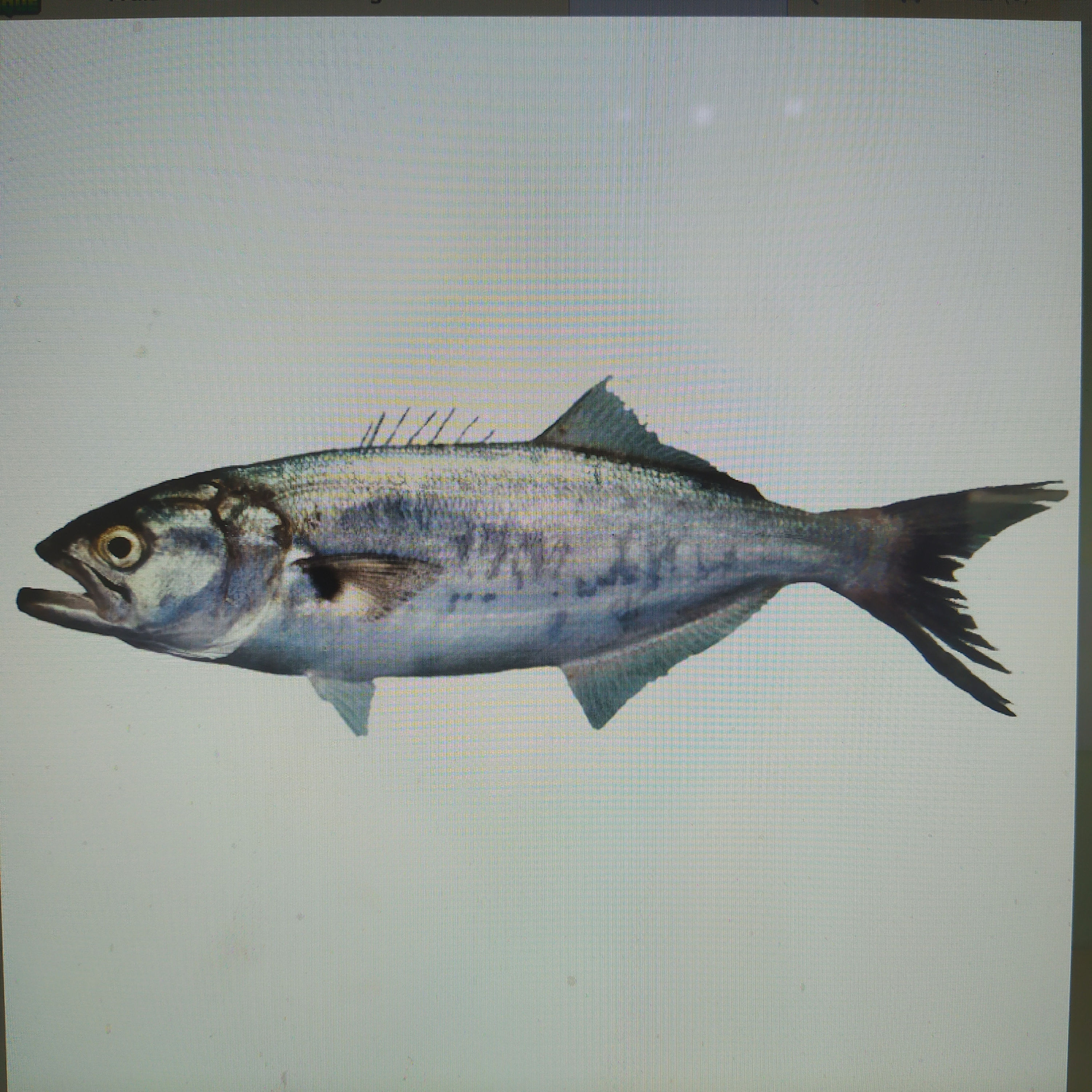 Tassergal entier (400+G) 20kg