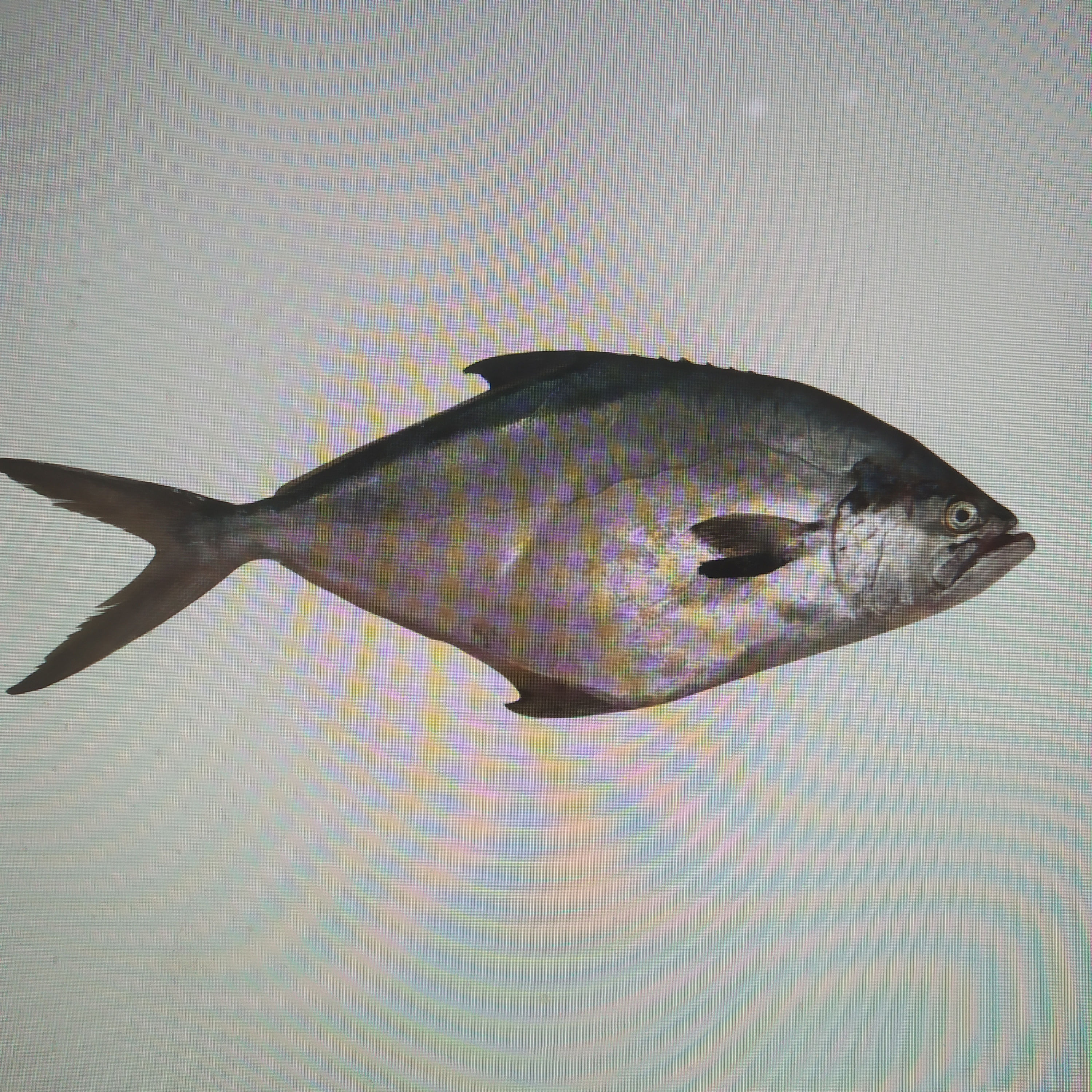 Pampano Yawai Palometa entier Uruguay 20kg