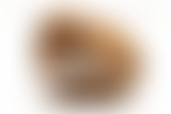 2026 BJG Season in a Nutshell