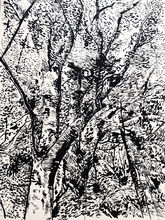 Beech Trees in Upper Gelt Woods