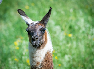 Llama
