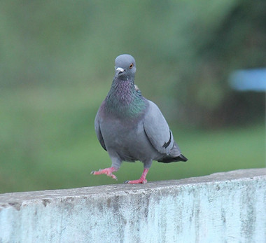 A pigeon
