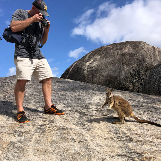 Photos of Rock Wallaby