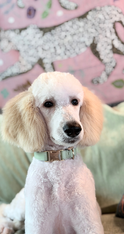 White Standard Poodle Available for Adoption | Fully Obedience Trained, Vet Checked & Healthy
Image Alt Text
Elegant white Standard Poodle sitting indoors with a fresh groom, available for adoption after completing professional obedience training.
Image Description
Beautiful white Standard Poodle available for adoption. Professionally obedience trained, veterinarian examined, healthy, well-socialized, and ready to join an active, loving forever home. This intelligent and affectionate companion is an excellent choice for families or individuals seeking a well-trained dog.
Caption
Meet this stunning Standard Poodle! Healthy, veterinarian checked, fully obedience trained, and ready for adoption into a loving forever family.
SEO Keywords
Standard Poodle for adoption
White Standard Poodle
Standard Poodle rescue
adopt a Standard Poodle
trained Standard Poodle
obedience trained Poodle
Standard Poodle available
healthy Standard Poodle
vet checked dog
professionally trained dog
family dog for adoption
intelligent dog
hypoallergenic dog
low shedding dog
companion dog
well socialized dog
house trained dog
crate trained dog
purebred Standard Poodle
Poodle adoption
dog rescue
forever home
pet adoption
healthy rescue dog
family companion
therapy dog prospect
service dog prospect
emotional support dog prospect
adopt don't shop
trained rescue dog
Meta Description
Adopt this beautiful white Standard Poodle! Healthy, veterinarian checked, fully obedience trained, well-socialized, and ready to become a loving companion in her forever home.
Suggested File Name
white-standard-poodle-for-adoption-obedience-trained-vet-checked-healthy.jpg
Social Media Hashtags
#StandardPoodle #Poodle #PoodleRescue #DogAdoption #AdoptDontShop #RescueDog #ForeverHome #HealthyDog #ObedienceTraining #WellTrainedDog #FamilyDog #CompanionDog #PetAdoption #DogLover #StandardPoodleLove