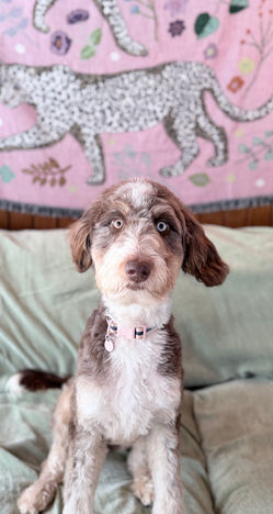 doodle puppy for adoption, merle doodle, blue eyed dog, chocolate merle puppy, trained dog for adoption, obedience trained puppy, healthy puppy, family dog, companion dog, adopt a doodle, puppy available, rescue dog
Blue-Eyed Chocolate Merle Doodle Puppy Available for Adoption
Alt Text:
Chocolate merle doodle puppy with striking blue eyes sitting on a couch looking at the camera, available for adoption with obedience training.
Description:
Beautiful chocolate merle doodle puppy with one blue eye and one hazel eye. This healthy, veterinarian-checked puppy is available for adoption and comes with full obedience training.