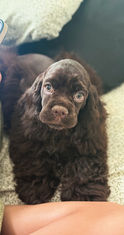 Chocolate American Cocker Spaniel Available for Adoption | Fully Obedience Trained, Vet Checked & Healthy
Image Alt Text
Chocolate American Cocker Spaniel with a freshly groomed face looking up at the camera, available for adoption after professional obedience training.
Image Description
Meet this beautiful chocolate American Cocker Spaniel available for adoption! This affectionate and intelligent companion has completed professional obedience training, received a comprehensive veterinarian health examination, and is healthy, well-socialized, and ready for a loving forever home. American Cocker Spaniels are known for their gentle temperament, affectionate personality, and loyal companionship, making them wonderful family pets.
Caption
This adorable chocolate American Cocker Spaniel is healthy, veterinarian checked, fully obedience trained, and ready to find a loving forever family!
SEO Keywords
Chocolate American Cocker Spaniel for adoption
American Cocker Spaniel for adoption
Chocolate Cocker Spaniel
Cocker Spaniel rescue
adopt a Cocker Spaniel
trained Cocker Spaniel
obedience trained dog
healthy Cocker Spaniel
vet checked dog
professionally trained dog
well socialized dog
family dog for adoption
friendly Cocker Spaniel
purebred American Cocker Spaniel
small family dog
house trained dog
crate trained dog
loving companion
gentle family dog
therapy dog prospect
emotional support dog prospect
healthy rescue dog
dog available for adoption
forever home
pet adoption
adopt don't shop
well trained rescue dog
companion dog
family companion
American Cocker Spaniel rescue
Meta Description
Adopt this beautiful chocolate American Cocker Spaniel! Healthy, veterinarian checked, fully obedience trained, well-socialized, and ready to become a loving companion in a forever home.
Suggested File Name
chocolate-american-cocker-spaniel-for-adoption-obedience-trained-vet-checked-healthy.jpg
Social Media Hashtags
#AmericanCockerSpaniel #CockerSpaniel #ChocolateCockerSpaniel #DogAdoption #AdoptDontShop #RescueDog #ForeverHome #HealthyDog #ObedienceTraining #WellTrainedDog #FamilyDog #CompanionDog #PetAdoption #DogLover #CockerSpanielLove