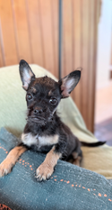 SEO Title
French Bulldog × Toy Poodle Mix Puppy for Adoption | Fully Obedience Trained, Vet Checked & Healthy
Image Alt Text
Adorable black and tan French Bulldog and Toy Poodle mix puppy sitting on a couch, available for adoption after professional obedience training and a complete veterinarian health examination.
Image Description
Meet this adorable French Bulldog × Toy Poodle mix puppy looking for a loving forever home! This intelligent, affectionate hybrid has completed professional obedience training, received a comprehensive veterinarian health examination, and is healthy, well-socialized, and ready to become a loyal family companion. Combining the playful personality of the French Bulldog with the intelligence of the Toy Poodle, this puppy is an excellent choice for families, couples, or individuals seeking a small, loving companion.
Caption
This adorable French Bulldog × Toy Poodle mix is healthy, veterinarian checked, fully obedience trained, and ready for a forever family!
SEO Keywords
French Bulldog Toy Poodle mix
Frenchie Poodle mix
French Bulldog x Toy Poodle
French Bulldog Poodle puppy
designer dog for adoption
French Bulldog mix for adoption
Toy Poodle mix for adoption
small breed puppy
black puppy for adoption
trained puppy
obedience trained puppy
healthy puppy
vet checked puppy
well socialized puppy
house trained puppy
crate trained puppy
family companion dog
small family dog
designer breed puppy
puppy for adoption
dog available for adoption
adopt a puppy
pet adoption
healthy rescue puppy
companion dog
family pet
intelligent puppy
loving puppy
forever home
adopt don't shop
Meta Description
Adopt this adorable French Bulldog × Toy Poodle mix puppy! Professionally obedience trained, veterinarian checked, healthy, well-socialized, and ready for a loving forever home.
Suggested File Name
french-bulldog-toy-poodle-mix-puppy-for-adoption-obedience-trained-vet-checked.jpg
Social Media Hashtags
#FrenchBulldogMix #ToyPoodleMix #DesignerDog #PuppyForAdoption #DogAdoption #AdoptDontShop #HealthyPuppy #VetChecked #ObedienceTraining #WellTrainedDog #SmallBreed #CompanionDog #ForeverHome #DogLover #PuppyLove