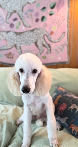 White Standard Poodle Available for Adoption | Fully Obedience Trained, Vet Checked & Healthy
Image Alt Text
Elegant white Standard Poodle sitting indoors with a fresh groom, available for adoption after completing professional obedience training.
Image Description
Beautiful white Standard Poodle available for adoption. Professionally obedience trained, veterinarian examined, healthy, well-socialized, and ready to join an active, loving forever home. This intelligent and affectionate companion is an excellent choice for families or individuals seeking a well-trained dog.
Caption
Meet this stunning Standard Poodle! Healthy, veterinarian checked, fully obedience trained, and ready for adoption into a loving forever family.
SEO Keywords
Standard Poodle for adoption
White Standard Poodle
Standard Poodle rescue
adopt a Standard Poodle
trained Standard Poodle
obedience trained Poodle
Standard Poodle available
healthy Standard Poodle
vet checked dog
professionally trained dog
family dog for adoption
intelligent dog
hypoallergenic dog
low shedding dog
companion dog
well socialized dog
house trained dog
crate trained dog
purebred Standard Poodle
Poodle adoption
dog rescue
forever home
pet adoption
healthy rescue dog
family companion
therapy dog prospect
service dog prospect
emotional support dog prospect
adopt don't shop
trained rescue dog
Meta Description
Adopt this beautiful white Standard Poodle! Healthy, veterinarian checked, fully obedience trained, well-socialized, and ready to become a loving companion in her forever home.
Suggested File Name
white-standard-poodle-for-adoption-obedience-trained-vet-checked-healthy.jpg
Social Media Hashtags
#StandardPoodle #Poodle #PoodleRescue #DogAdoption #AdoptDontShop #RescueDog #ForeverHome #HealthyDog #ObedienceTraining #WellTrainedDog #FamilyDog #CompanionDog #PetAdoption #DogLover #StandardPoodleLove