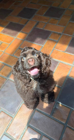 Chocolate American Cocker Spaniel Available for Adoption | Fully Obedience Trained, Vet Checked & Healthy
Image Alt Text
Chocolate American Cocker Spaniel with a freshly groomed face looking up at the camera, available for adoption after professional obedience training.
Image Description
Meet this beautiful chocolate American Cocker Spaniel available for adoption! This affectionate and intelligent companion has completed professional obedience training, received a comprehensive veterinarian health examination, and is healthy, well-socialized, and ready for a loving forever home. American Cocker Spaniels are known for their gentle temperament, affectionate personality, and loyal companionship, making them wonderful family pets.
Caption
This adorable chocolate American Cocker Spaniel is healthy, veterinarian checked, fully obedience trained, and ready to find a loving forever family!
SEO Keywords
Chocolate American Cocker Spaniel for adoption
American Cocker Spaniel for adoption
Chocolate Cocker Spaniel
Cocker Spaniel rescue
adopt a Cocker Spaniel
trained Cocker Spaniel
obedience trained dog
healthy Cocker Spaniel
vet checked dog
professionally trained dog
well socialized dog
family dog for adoption
friendly Cocker Spaniel
purebred American Cocker Spaniel
small family dog
house trained dog
crate trained dog
loving companion
gentle family dog
therapy dog prospect
emotional support dog prospect
healthy rescue dog
dog available for adoption
forever home
pet adoption
adopt don't shop
well trained rescue dog
companion dog
family companion
American Cocker Spaniel rescue
Meta Description
Adopt this beautiful chocolate American Cocker Spaniel! Healthy, veterinarian checked, fully obedience trained, well-socialized, and ready to become a loving companion in a forever home.
Suggested File Name
chocolate-american-cocker-spaniel-for-adoption-obedience-trained-vet-checked-healthy.jpg
Social Media Hashtags
#AmericanCockerSpaniel #CockerSpaniel #ChocolateCockerSpaniel #DogAdoption #AdoptDontShop #RescueDog #ForeverHome #HealthyDog #ObedienceTraining #WellTrainedDog #FamilyDog #CompanionDog #PetAdoption #DogLover #CockerSpanielLove