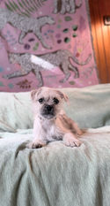 SEO Title
Terrier Mix Puppy for Adoption | Professionally Obedience Trained, Vet Checked & Healthy
Image Alt Text
Adorable cream-colored Terrier mix puppy lying on a couch, available for adoption after professional obedience training, veterinarian health examination, and socialization.
Image Description
This adorable Terrier mix puppy is looking for a loving forever home! With expressive eyes and a sweet personality, this small companion has completed professional obedience training, received a comprehensive veterinarian health examination, and is healthy, well-socialized, and ready to join an active family. Whether you're looking for a loyal companion, a family pet, or a cuddly best friend, this puppy is prepared to make a wonderful addition to your home.
Caption
Healthy, veterinarian checked, professionally obedience trained, and ready for a forever family!
SEO Keywords
Terrier mix puppy for adoption
small terrier puppy
adopt a Terrier mix
Terrier puppy available
small breed puppy
puppy for adoption
trained puppy
obedience trained puppy
healthy puppy
vet checked puppy
well socialized puppy
family companion dog
small companion dog
adopt don't shop
rescue puppy
forever home
house trained puppy
crate trained puppy
dog adoption
loving puppy
friendly puppy
companion pet
healthy rescue dog
best family dog
small dog for adoption
pet adoption
cute Terrier mix
rescued puppy
well behaved puppy
Meta Description
Adopt this adorable Terrier mix puppy! Professionally obedience trained, veterinarian checked, healthy, well-socialized, and ready to become part of a loving forever family.
Suggested File Name
terrier-mix-puppy-for-adoption-obedience-trained-vet-checked-healthy.jpg
Social Media Hashtags
#TerrierMix #TerrierPuppy #PuppyForAdoption #DogAdoption #AdoptDontShop #HealthyPuppy #VetChecked #ObedienceTraining #WellTrainedDog #SmallBreed #CompanionDog #ForeverHome #PuppyLove #DogLovers #RescueDog