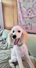 White Standard Poodle Available for Adoption | Fully Obedience Trained, Vet Checked & Healthy
Image Alt Text
Elegant white Standard Poodle sitting indoors with a fresh groom, available for adoption after completing professional obedience training.
Image Description
Beautiful white Standard Poodle available for adoption. Professionally obedience trained, veterinarian examined, healthy, well-socialized, and ready to join an active, loving forever home. This intelligent and affectionate companion is an excellent choice for families or individuals seeking a well-trained dog.
Caption
Meet this stunning Standard Poodle! Healthy, veterinarian checked, fully obedience trained, and ready for adoption into a loving forever family.
SEO Keywords
Standard Poodle for adoption
White Standard Poodle
Standard Poodle rescue
adopt a Standard Poodle
trained Standard Poodle
obedience trained Poodle
Standard Poodle available
healthy Standard Poodle
vet checked dog
professionally trained dog
family dog for adoption
intelligent dog
hypoallergenic dog
low shedding dog
companion dog
well socialized dog
house trained dog
crate trained dog
purebred Standard Poodle
Poodle adoption
dog rescue
forever home
pet adoption
healthy rescue dog
family companion
therapy dog prospect
service dog prospect
emotional support dog prospect
adopt don't shop
trained rescue dog
Meta Description
Adopt this beautiful white Standard Poodle! Healthy, veterinarian checked, fully obedience trained, well-socialized, and ready to become a loving companion in her forever home.
Suggested File Name
white-standard-poodle-for-adoption-obedience-trained-vet-checked-healthy.jpg
Social Media Hashtags
#StandardPoodle #Poodle #PoodleRescue #DogAdoption #AdoptDontShop #RescueDog #ForeverHome #HealthyDog #ObedienceTraining #WellTrainedDog #FamilyDog #CompanionDog #PetAdoption #DogLover #StandardPoodleLove