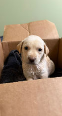Labrador Retriever mix puppy for adoption
Rescue puppy for adoption
Adoptable Labrador mix
Professionally trained dog
Obedience trained puppy
Dog adoption
Healthy rescue dog
Veterinarian checked puppy
Family companion dog
Rescue dog with training
Positive reinforcement trained dog
Socialized rescue puppy
Adopt a trained dog
Rescue organization
Forever home
Family-friendly rescue dog
Puppy adoption
Well-socialized puppy
Healthy adoptable dog
Professional dog training included