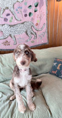 doodle puppy for adoption, merle doodle, blue eyed dog, chocolate merle puppy, trained dog for adoption, obedience trained puppy, healthy puppy, family dog, companion dog, adopt a doodle, puppy available, rescue dog
Blue-Eyed Chocolate Merle Doodle Puppy Available for Adoption
Alt Text:
Chocolate merle doodle puppy with striking blue eyes sitting on a couch looking at the camera, available for adoption with obedience training.
Description:
Beautiful chocolate merle doodle puppy with one blue eye and one hazel eye. This healthy, veterinarian-checked puppy is available for adoption and comes with full obedience training.