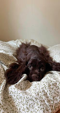 Chocolate American Cocker Spaniel Available for Adoption | Fully Obedience Trained, Vet Checked & Healthy
Image Alt Text
Chocolate American Cocker Spaniel with a freshly groomed face looking up at the camera, available for adoption after professional obedience training.
Image Description
Meet this beautiful chocolate American Cocker Spaniel available for adoption! This affectionate and intelligent companion has completed professional obedience training, received a comprehensive veterinarian health examination, and is healthy, well-socialized, and ready for a loving forever home. American Cocker Spaniels are known for their gentle temperament, affectionate personality, and loyal companionship, making them wonderful family pets.
Caption
This adorable chocolate American Cocker Spaniel is healthy, veterinarian checked, fully obedience trained, and ready to find a loving forever family!
SEO Keywords
Chocolate American Cocker Spaniel for adoption
American Cocker Spaniel for adoption
Chocolate Cocker Spaniel
Cocker Spaniel rescue
adopt a Cocker Spaniel
trained Cocker Spaniel
obedience trained dog
healthy Cocker Spaniel
vet checked dog
professionally trained dog
well socialized dog
family dog for adoption
friendly Cocker Spaniel
purebred American Cocker Spaniel
small family dog
house trained dog
crate trained dog
loving companion
gentle family dog
therapy dog prospect
emotional support dog prospect
healthy rescue dog
dog available for adoption
forever home
pet adoption
adopt don't shop
well trained rescue dog
companion dog
family companion
American Cocker Spaniel rescue
Meta Description
Adopt this beautiful chocolate American Cocker Spaniel! Healthy, veterinarian checked, fully obedience trained, well-socialized, and ready to become a loving companion in a forever home.
Suggested File Name
chocolate-american-cocker-spaniel-for-adoption-obedience-trained-vet-checked-healthy.jpg
Social Media Hashtags
#AmericanCockerSpaniel #CockerSpaniel #ChocolateCockerSpaniel #DogAdoption #AdoptDontShop #RescueDog #ForeverHome #HealthyDog #ObedienceTraining #WellTrainedDog #FamilyDog #CompanionDog #PetAdoption #DogLover #CockerSpanielLove