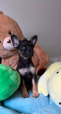 SEO Title
French Bulldog × Toy Poodle Mix Puppy for Adoption | Fully Obedience Trained, Vet Checked & Healthy
Image Alt Text
Adorable black and tan French Bulldog and Toy Poodle mix puppy sitting on a couch, available for adoption after professional obedience training and a complete veterinarian health examination.
Image Description
Meet this adorable French Bulldog × Toy Poodle mix puppy looking for a loving forever home! This intelligent, affectionate hybrid has completed professional obedience training, received a comprehensive veterinarian health examination, and is healthy, well-socialized, and ready to become a loyal family companion. Combining the playful personality of the French Bulldog with the intelligence of the Toy Poodle, this puppy is an excellent choice for families, couples, or individuals seeking a small, loving companion.
Caption
This adorable French Bulldog × Toy Poodle mix is healthy, veterinarian checked, fully obedience trained, and ready for a forever family!
SEO Keywords
French Bulldog Toy Poodle mix
Frenchie Poodle mix
French Bulldog x Toy Poodle
French Bulldog Poodle puppy
designer dog for adoption
French Bulldog mix for adoption
Toy Poodle mix for adoption
small breed puppy
black puppy for adoption
trained puppy
obedience trained puppy
healthy puppy
vet checked puppy
well socialized puppy
house trained puppy
crate trained puppy
family companion dog
small family dog
designer breed puppy
puppy for adoption
dog available for adoption
adopt a puppy
pet adoption
healthy rescue puppy
companion dog
family pet
intelligent puppy
loving puppy
forever home
adopt don't shop
Meta Description
Adopt this adorable French Bulldog × Toy Poodle mix puppy! Professionally obedience trained, veterinarian checked, healthy, well-socialized, and ready for a loving forever home.
Suggested File Name
french-bulldog-toy-poodle-mix-puppy-for-adoption-obedience-trained-vet-checked.jpg
Social Media Hashtags
#FrenchBulldogMix #ToyPoodleMix #DesignerDog #PuppyForAdoption #DogAdoption #AdoptDontShop #HealthyPuppy #VetChecked #ObedienceTraining #WellTrainedDog #SmallBreed #CompanionDog #ForeverHome #DogLover #PuppyLove