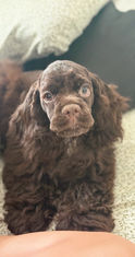 Chocolate American Cocker Spaniel Available for Adoption | Fully Obedience Trained, Vet Checked & Healthy
Image Alt Text
Chocolate American Cocker Spaniel with a freshly groomed face looking up at the camera, available for adoption after professional obedience training.
Image Description
Meet this beautiful chocolate American Cocker Spaniel available for adoption! This affectionate and intelligent companion has completed professional obedience training, received a comprehensive veterinarian health examination, and is healthy, well-socialized, and ready for a loving forever home. American Cocker Spaniels are known for their gentle temperament, affectionate personality, and loyal companionship, making them wonderful family pets.
Caption
This adorable chocolate American Cocker Spaniel is healthy, veterinarian checked, fully obedience trained, and ready to find a loving forever family!
SEO Keywords
Chocolate American Cocker Spaniel for adoption
American Cocker Spaniel for adoption
Chocolate Cocker Spaniel
Cocker Spaniel rescue
adopt a Cocker Spaniel
trained Cocker Spaniel
obedience trained dog
healthy Cocker Spaniel
vet checked dog
professionally trained dog
well socialized dog
family dog for adoption
friendly Cocker Spaniel
purebred American Cocker Spaniel
small family dog
house trained dog
crate trained dog
loving companion
gentle family dog
therapy dog prospect
emotional support dog prospect
healthy rescue dog
dog available for adoption
forever home
pet adoption
adopt don't shop
well trained rescue dog
companion dog
family companion
American Cocker Spaniel rescue
Meta Description
Adopt this beautiful chocolate American Cocker Spaniel! Healthy, veterinarian checked, fully obedience trained, well-socialized, and ready to become a loving companion in a forever home.
Suggested File Name
chocolate-american-cocker-spaniel-for-adoption-obedience-trained-vet-checked-healthy.jpg
Social Media Hashtags
#AmericanCockerSpaniel #CockerSpaniel #ChocolateCockerSpaniel #DogAdoption #AdoptDontShop #RescueDog #ForeverHome #HealthyDog #ObedienceTraining #WellTrainedDog #FamilyDog #CompanionDog #PetAdoption #DogLover #CockerSpanielLove