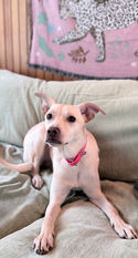 Labrador Retriever mix puppy for adoption
Rescue puppy for adoption
Adoptable Labrador mix
Professionally trained dog
Obedience trained puppy
Dog adoption
Healthy rescue dog
Veterinarian checked puppy
Family companion dog
Rescue dog with training
Positive reinforcement trained dog
Socialized rescue puppy
Adopt a trained dog
Rescue organization
Forever home
Family-friendly rescue dog
Puppy adoption
Well-socialized puppy
Healthy adoptable dog
Professional dog training included
SEO Title:
Cream Labrador Mix Puppy Relaxing on Couch | Obedience Trained Dog for Adoption
SEO Filename:
cream-labrador-mix-puppy-obedience-trained-adoption-1.jpg
Alt Text:
Young cream-colored Labrador Retriever mix puppy relaxing comfortably on a soft green couch while wearing a bright pink collar and looking attentively toward the camera. This healthy, veterinarian-checked rescue puppy is available for adoption through our professional training program and can be adopted fully obedience trained, making an excellent companion for families, individuals, or active homes.
Caption:
This affectionate Labrador mix puppy is healthy, veterinarian checked, and available for adoption with complete obedience training included.
SEO Keywords:
Labrador mix puppy for adoption, rescue puppy, adoptable dog, obedience trained dog, trained family dog, veterinarian checked puppy, healthy rescue dog