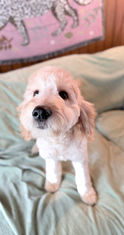 SEO Title
Apricot Goldendoodle Available for Adoption | Fully Obedience Trained, Vet Checked & Healthy
Image Alt Text
Beautiful apricot Goldendoodle lying on a couch with a freshly groomed coat, available for adoption after professional obedience training.
Image Description
Meet this beautiful apricot Goldendoodle available for adoption! This affectionate, intelligent companion has completed professional obedience training, received a comprehensive veterinarian health examination, and is healthy, well-socialized, and ready for a loving forever home. Goldendoodles are known for their friendly personalities, intelligence, and low-shedding coats, making them wonderful companions for active families and individuals.
Caption
This gorgeous apricot Goldendoodle is healthy, veterinarian checked, fully obedience trained, and ready to find a loving forever family!
SEO Keywords
Apricot Goldendoodle for adoption
Goldendoodle for adoption
Goldendoodle puppy
Goldendoodle rescue
Goldendoodle available
adopt a Goldendoodle
trained Goldendoodle
obedience trained Goldendoodle
healthy Goldendoodle
vet checked dog
Goldendoodle companion
family Goldendoodle
well socialized dog
low shedding dog
hypoallergenic dog
intelligent family dog
friendly Goldendoodle
house trained dog
crate trained dog
designer breed
family companion
therapy dog prospect
service dog prospect
emotional support dog prospect
healthy rescue dog
dog available for adoption
forever home
pet adoption
adopt don't shop
well trained rescue dog
Meta Description
Adopt this beautiful apricot Goldendoodle! Healthy, veterinarian checked, fully obedience trained, well-socialized, and ready to become a loyal companion in her forever home.
Suggested File Name
apricot-goldendoodle-for-adoption-obedience-trained-vet-checked-healthy.jpg
Social Media Hashtags
#Goldendoodle #ApricotGoldendoodle #GoldendoodleForAdoption #GoldendoodleLife #DogAdoption #AdoptDontShop #RescueDog #ForeverHome #HealthyDog #ObedienceTraining #WellTrainedDog #FamilyDog #CompanionDog #PetAdoption #DogLover