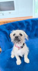 SEO Title
Terrier Mix Puppy for Adoption | Professionally Obedience Trained, Vet Checked & Healthy
Image Alt Text
Adorable cream-colored Terrier mix puppy lying on a couch, available for adoption after professional obedience training, veterinarian health examination, and socialization.
Image Description
This adorable Terrier mix puppy is looking for a loving forever home! With expressive eyes and a sweet personality, this small companion has completed professional obedience training, received a comprehensive veterinarian health examination, and is healthy, well-socialized, and ready to join an active family. Whether you're looking for a loyal companion, a family pet, or a cuddly best friend, this puppy is prepared to make a wonderful addition to your home.
Caption
Healthy, veterinarian checked, professionally obedience trained, and ready for a forever family!
SEO Keywords
Terrier mix puppy for adoption
small terrier puppy
adopt a Terrier mix
Terrier puppy available
small breed puppy
puppy for adoption
trained puppy
obedience trained puppy
healthy puppy
vet checked puppy
well socialized puppy
family companion dog
small companion dog
adopt don't shop
rescue puppy
forever home
house trained puppy
crate trained puppy
dog adoption
loving puppy
friendly puppy
companion pet
healthy rescue dog
best family dog
small dog for adoption
pet adoption
cute Terrier mix
rescued puppy
well behaved puppy
Meta Description
Adopt this adorable Terrier mix puppy! Professionally obedience trained, veterinarian checked, healthy, well-socialized, and ready to become part of a loving forever family.
Suggested File Name
terrier-mix-puppy-for-adoption-obedience-trained-vet-checked-healthy.jpg
Social Media Hashtags
#TerrierMix #TerrierPuppy #PuppyForAdoption #DogAdoption #AdoptDontShop #HealthyPuppy #VetChecked #ObedienceTraining #WellTrainedDog #SmallBreed #CompanionDog #ForeverHome #PuppyLove #DogLovers #RescueDog