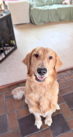 Golden Retriever Available for Adoption | Fully Obedience Trained, Vet Checked & Healthy
Image Alt Text
Beautiful Golden Retriever sitting indoors and smiling at the camera, available for adoption after professional obedience training.
Image Description
Meet this handsome Golden Retriever looking for his forever home! This friendly, intelligent companion has completed professional obedience training, received a comprehensive veterinarian health examination, and is healthy, well-socialized, and ready to become a cherished member of a loving family. Golden Retrievers are known for their loyal temperament, gentle nature, and exceptional trainability, making them outstanding family companions and excellent candidates for therapy or service work.
Caption
This handsome Golden Retriever is healthy, veterinarian checked, fully obedience trained, and ready to find his forever family!
SEO Keywords
Golden Retriever for adoption
Golden Retriever available
Golden Retriever rescue
adopt a Golden Retriever
Golden Retriever adoption
trained Golden Retriever
obedience trained Golden Retriever
healthy Golden Retriever
vet checked dog
professionally trained dog
well socialized dog
family dog for adoption
friendly Golden Retriever
intelligent dog
loyal companion
house trained dog
crate trained dog
active family dog
therapy dog prospect
service dog prospect
emotional support dog prospect
healthy rescue dog
dog available for adoption
forever home
pet adoption
adopt don't shop
well trained rescue dog
Golden Retriever companion
family friendly dog
loving companion
Meta Description
Adopt this beautiful Golden Retriever! Healthy, veterinarian checked, fully obedience trained, well-socialized, and ready to become a loyal companion in a loving forever home.
Suggested File Name
golden-retriever-for-adoption-obedience-trained-vet-checked-healthy.jpg
Social Media Hashtags
#GoldenRetriever #GoldenRetrieverForAdoption #GoldenRetrieverLove #DogAdoption #AdoptDontShop #RescueDog #ForeverHome #HealthyDog #ObedienceTraining #WellTrainedDog #FamilyDog #CompanionDog #PetAdoption #DogLover #GoldenRetrieverLife