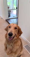 Golden Retriever Available for Adoption | Fully Obedience Trained, Vet Checked & Healthy
Image Alt Text
Beautiful Golden Retriever sitting indoors and smiling at the camera, available for adoption after professional obedience training.
Image Description
Meet this handsome Golden Retriever looking for his forever home! This friendly, intelligent companion has completed professional obedience training, received a comprehensive veterinarian health examination, and is healthy, well-socialized, and ready to become a cherished member of a loving family. Golden Retrievers are known for their loyal temperament, gentle nature, and exceptional trainability, making them outstanding family companions and excellent candidates for therapy or service work.
Caption
This handsome Golden Retriever is healthy, veterinarian checked, fully obedience trained, and ready to find his forever family!
SEO Keywords
Golden Retriever for adoption
Golden Retriever available
Golden Retriever rescue
adopt a Golden Retriever
Golden Retriever adoption
trained Golden Retriever
obedience trained Golden Retriever
healthy Golden Retriever
vet checked dog
professionally trained dog
well socialized dog
family dog for adoption
friendly Golden Retriever
intelligent dog
loyal companion
house trained dog
crate trained dog
active family dog
therapy dog prospect
service dog prospect
emotional support dog prospect
healthy rescue dog
dog available for adoption
forever home
pet adoption
adopt don't shop
well trained rescue dog
Golden Retriever companion
family friendly dog
loving companion
Meta Description
Adopt this beautiful Golden Retriever! Healthy, veterinarian checked, fully obedience trained, well-socialized, and ready to become a loyal companion in a loving forever home.
Suggested File Name
golden-retriever-for-adoption-obedience-trained-vet-checked-healthy.jpg
Social Media Hashtags
#GoldenRetriever #GoldenRetrieverForAdoption #GoldenRetrieverLove #DogAdoption #AdoptDontShop #RescueDog #ForeverHome #HealthyDog #ObedienceTraining #WellTrainedDog #FamilyDog #CompanionDog #PetAdoption #DogLover #GoldenRetrieverLife