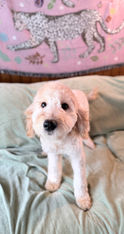 SEO Title
Apricot Goldendoodle Available for Adoption | Fully Obedience Trained, Vet Checked & Healthy
Image Alt Text
Beautiful apricot Goldendoodle lying on a couch with a freshly groomed coat, available for adoption after professional obedience training.
Image Description
Meet this beautiful apricot Goldendoodle available for adoption! This affectionate, intelligent companion has completed professional obedience training, received a comprehensive veterinarian health examination, and is healthy, well-socialized, and ready for a loving forever home. Goldendoodles are known for their friendly personalities, intelligence, and low-shedding coats, making them wonderful companions for active families and individuals.
Caption
This gorgeous apricot Goldendoodle is healthy, veterinarian checked, fully obedience trained, and ready to find a loving forever family!
SEO Keywords
Apricot Goldendoodle for adoption
Goldendoodle for adoption
Goldendoodle puppy
Goldendoodle rescue
Goldendoodle available
adopt a Goldendoodle
trained Goldendoodle
obedience trained Goldendoodle
healthy Goldendoodle
vet checked dog
Goldendoodle companion
family Goldendoodle
well socialized dog
low shedding dog
hypoallergenic dog
intelligent family dog
friendly Goldendoodle
house trained dog
crate trained dog
designer breed
family companion
therapy dog prospect
service dog prospect
emotional support dog prospect
healthy rescue dog
dog available for adoption
forever home
pet adoption
adopt don't shop
well trained rescue dog
Meta Description
Adopt this beautiful apricot Goldendoodle! Healthy, veterinarian checked, fully obedience trained, well-socialized, and ready to become a loyal companion in her forever home.
Suggested File Name
apricot-goldendoodle-for-adoption-obedience-trained-vet-checked-healthy.jpg
Social Media Hashtags
#Goldendoodle #ApricotGoldendoodle #GoldendoodleForAdoption #GoldendoodleLife #DogAdoption #AdoptDontShop #RescueDog #ForeverHome #HealthyDog #ObedienceTraining #WellTrainedDog #FamilyDog #CompanionDog #PetAdoption #DogLover
