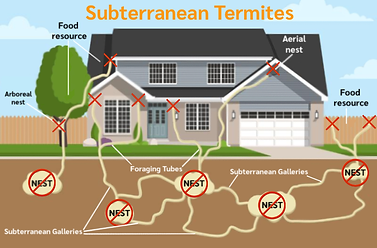 Subterranean Termites infesting wiped out graphic.png