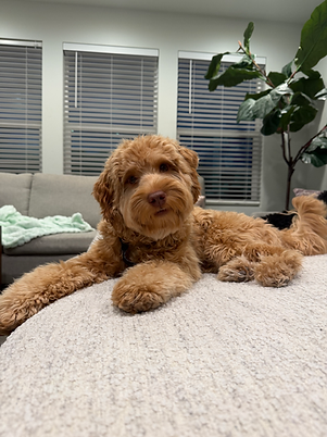 Goldendoodle Stud